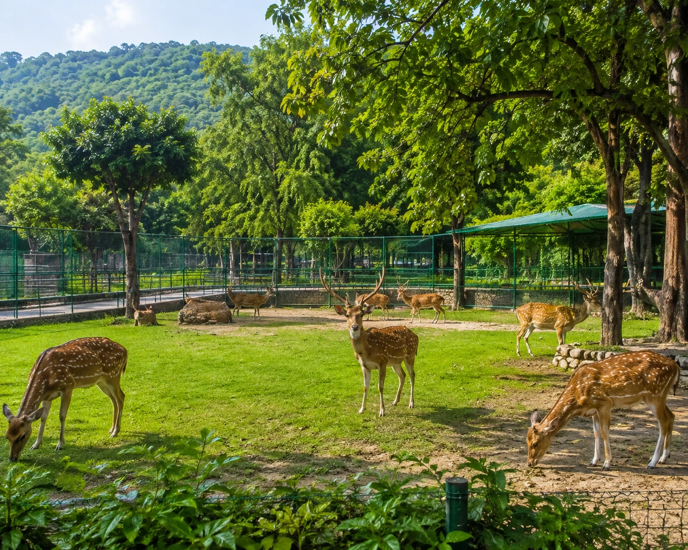 Deer and wildlife at Dehradun Zoo