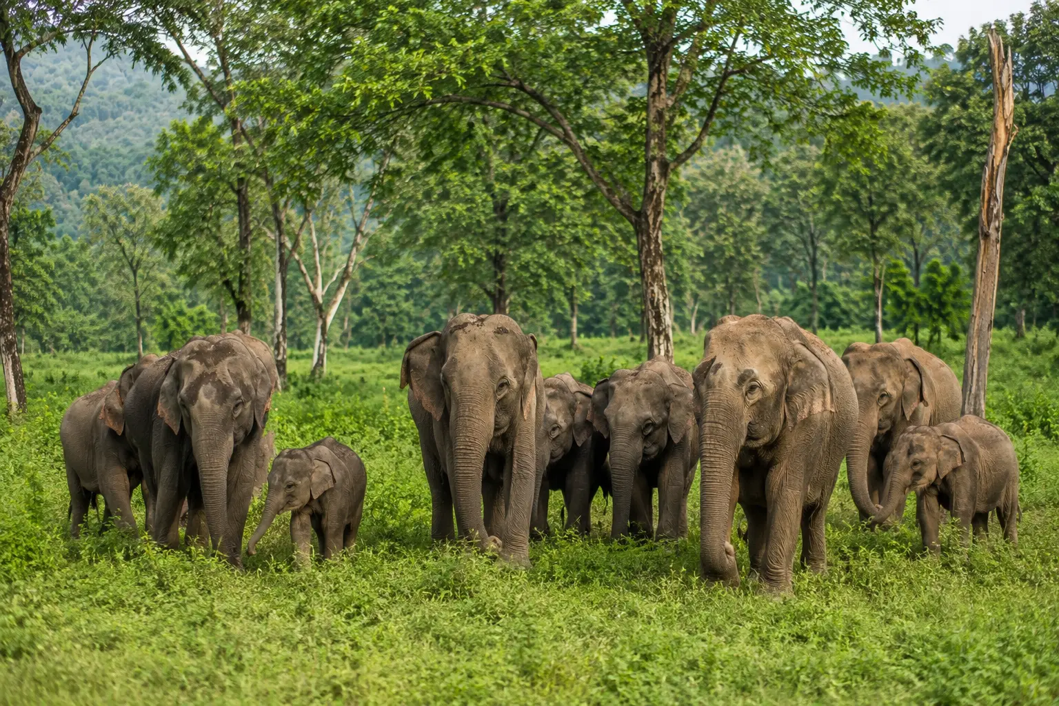 Elephant herd in the forest of Rajaji National Park